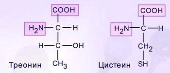 аминокислоты