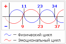 Графіки життєвих циклів (розрахунок біологічних ритмів)